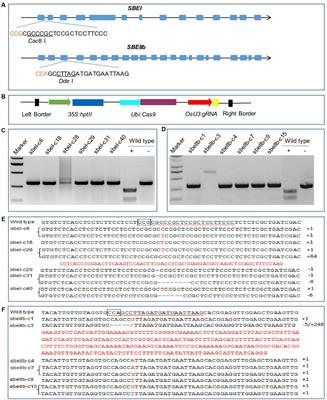 Generation of High-Amylose Rice through CRISPR/Cas9-Mediated Targeted Mutagenesis of Starch Branching Enzymes